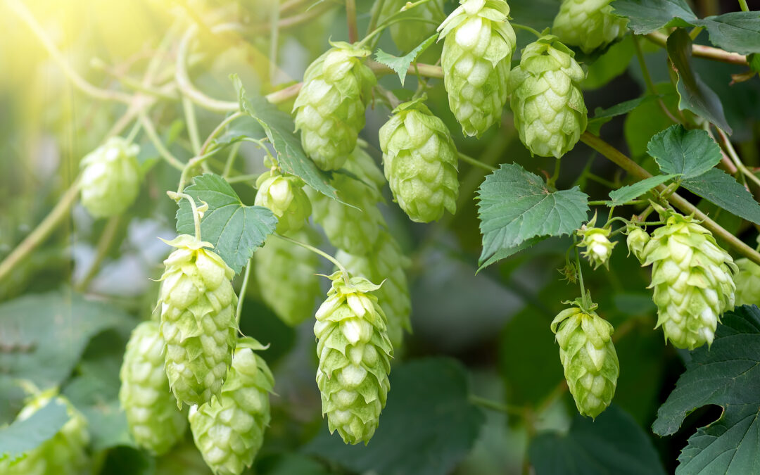 Anti-Inflammatory Properties of Hops Flower Extract