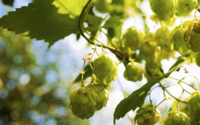 Improving Sleep Quality with Hops Flower Extract