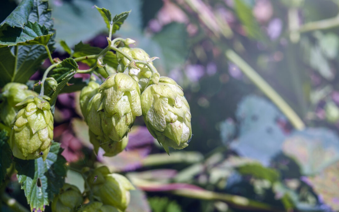 Hops Flower Extract and Menopause: A Natural Remedy