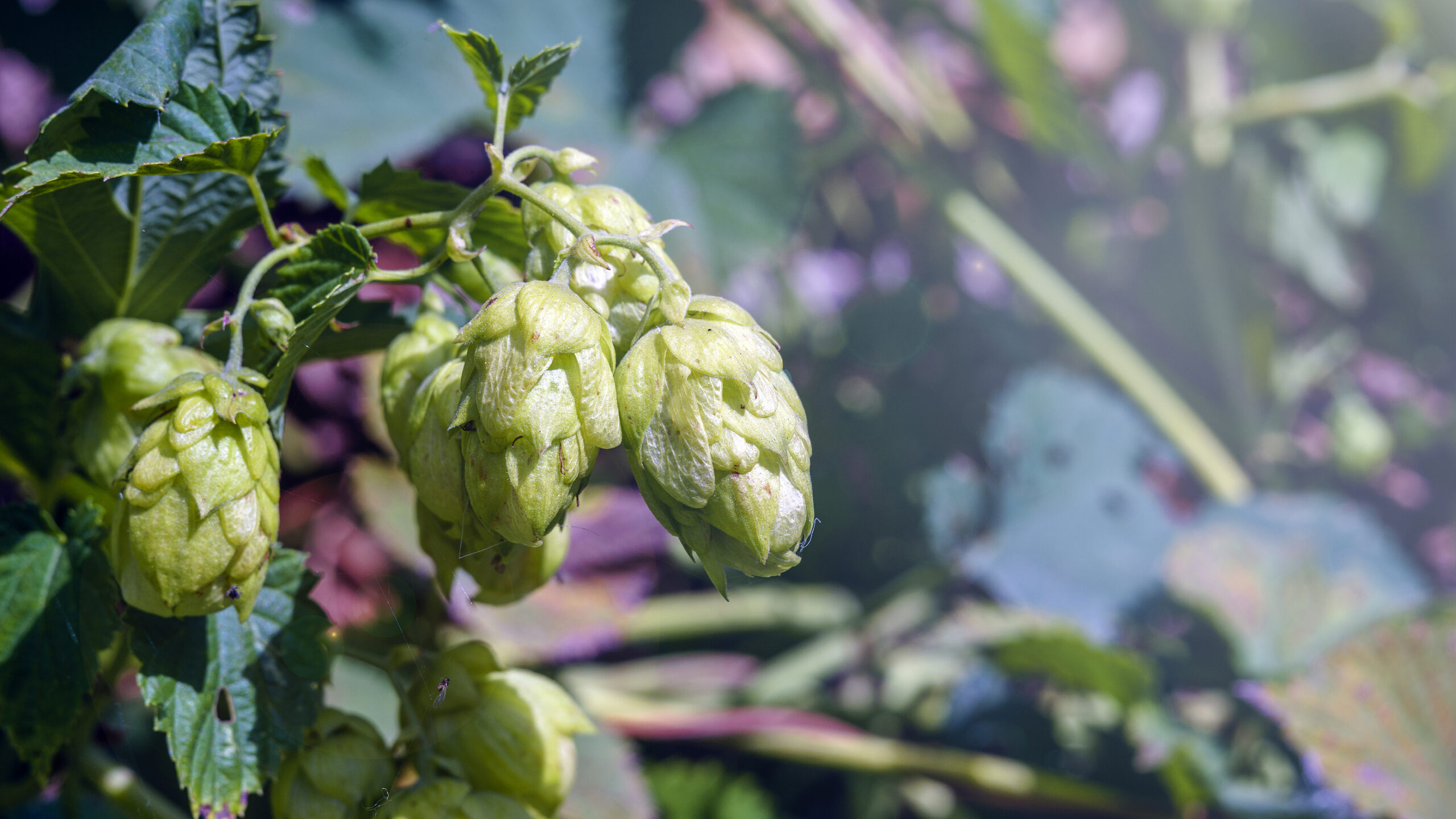 Hops Flower Extract and Menopause: A Natural Remedy
