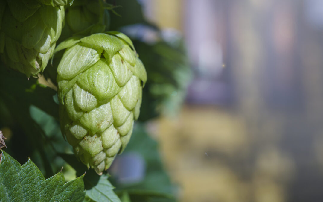 Supporting Digestive Health with Hops Flower Extract