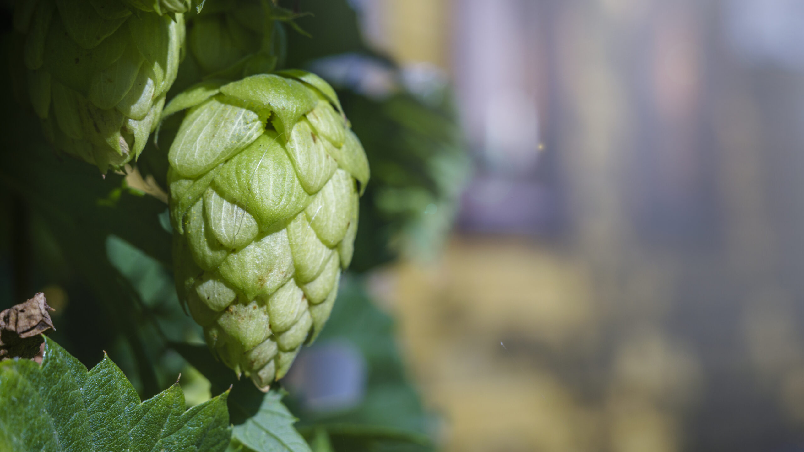 Supporting Digestive Health with Hops Flower Extract