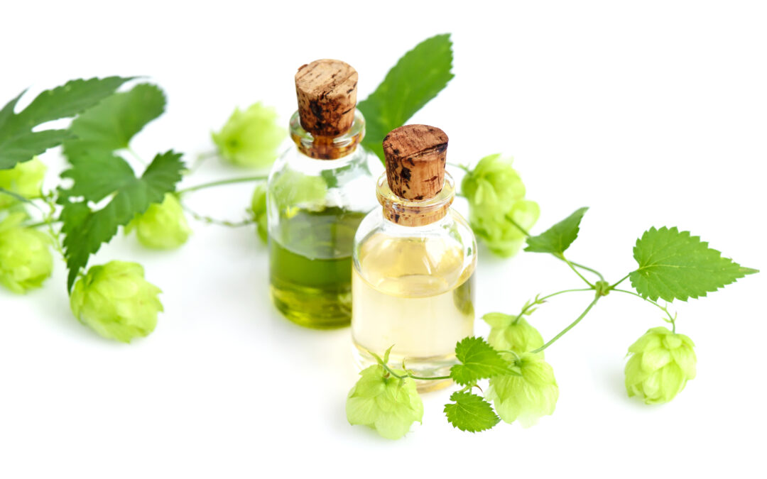 How to Incorporate Hops Flower Extract into Your Daily Routine