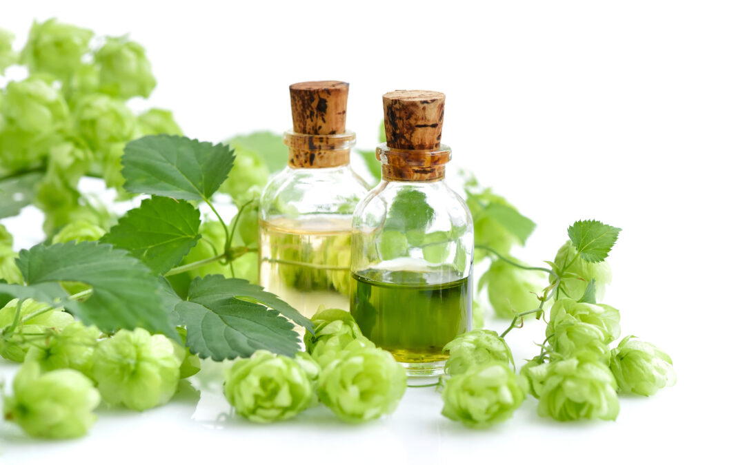 Hops Flower Extract and Fat Burning: How It Works and Triggers Thermogenesis