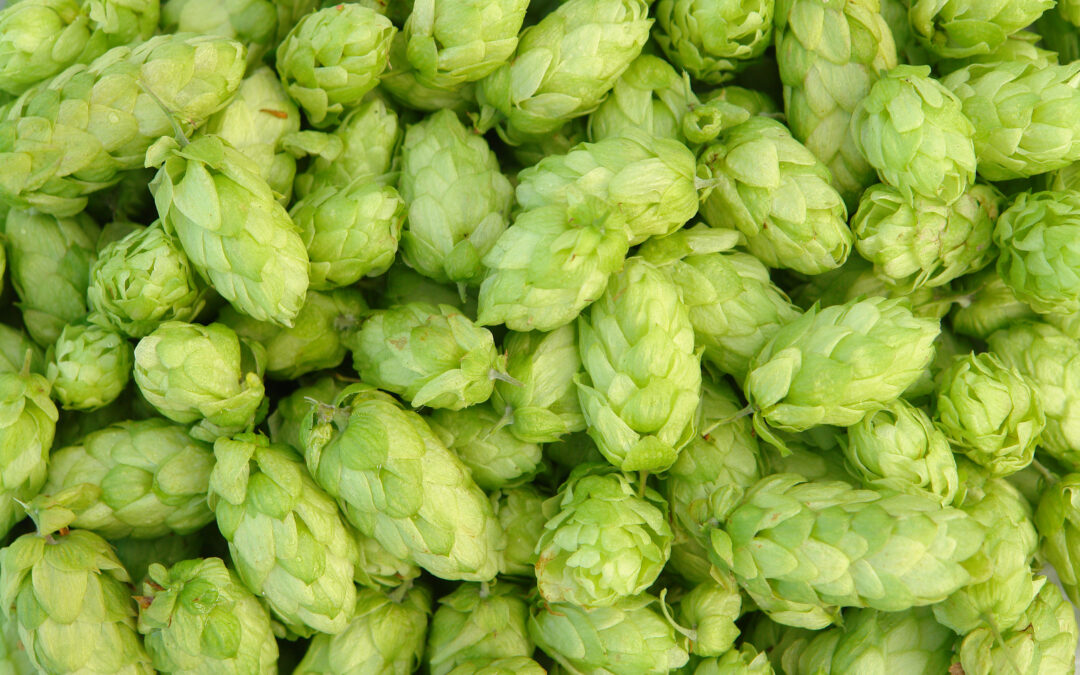 The Science Behind Hops Flower Extract: Active Compounds and Their Benefits