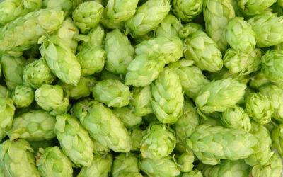 Hops Flower Extract for Anxiety and Stress Relief