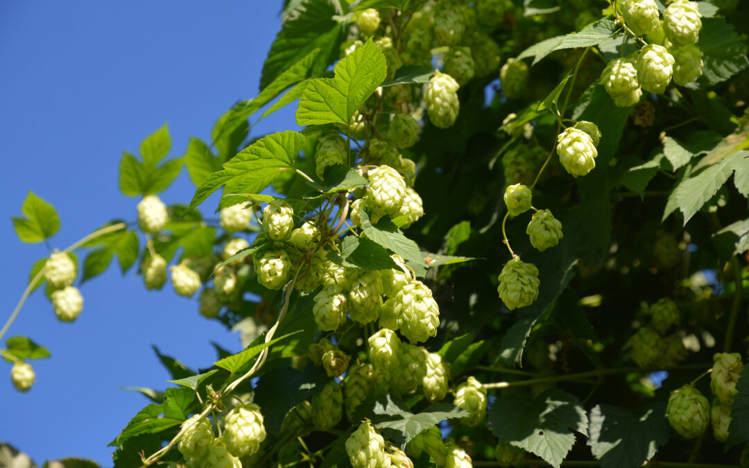 Hops Flower Extract and Skin Health: Natural Anti-Aging Properties