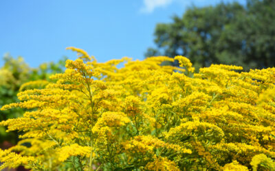 Goldenrod Glow: Kidney Health from the Fields
