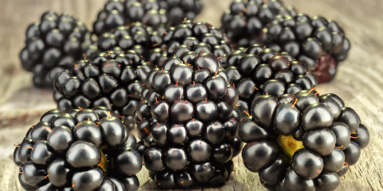 Blackberry Roots: A Cherokee Cure for the Gut