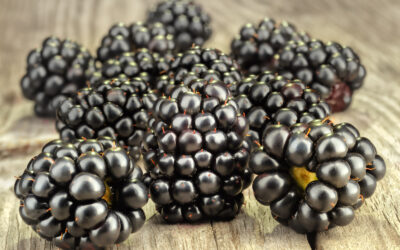 Blackberry Roots: A Cherokee Cure for the Gut