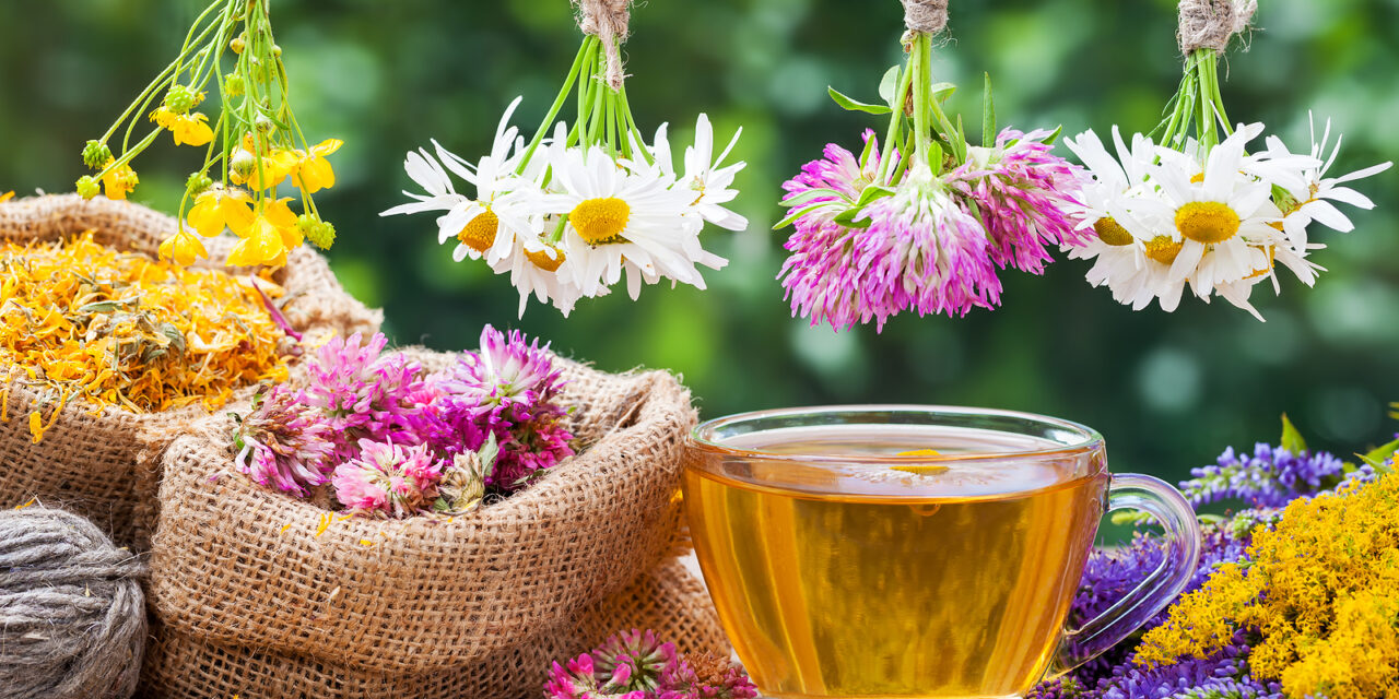 Rediscovering Roots: My Cherokee Grandmother’s Natural Remedies