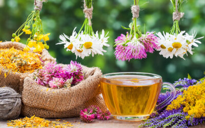 Rediscovering Roots: My Cherokee Grandmother’s Natural Remedies