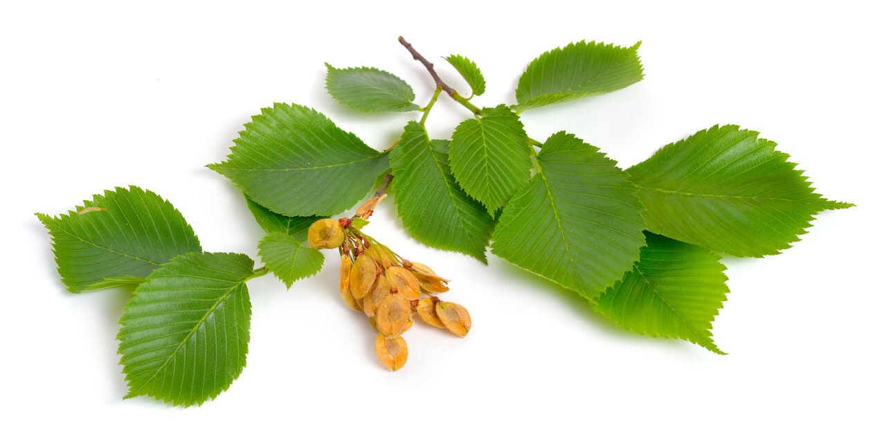 Slippery Elm: Soothing the Cherokee Way