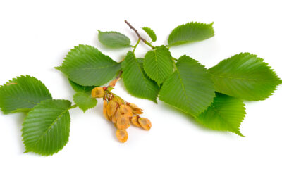 Slippery Elm: Soothing the Cherokee Way