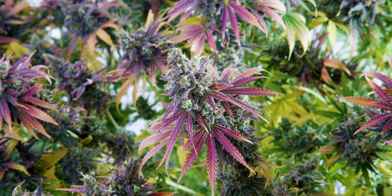 Marijuana Today: Potent Plants, Hidden Risks, and the THC Vape Twist