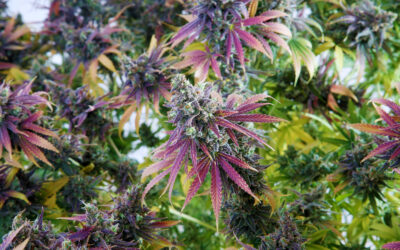 Marijuana Today: Potent Plants, Hidden Risks, and the THC Vape Twist