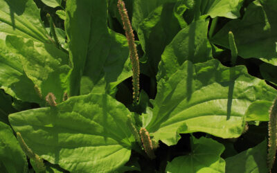 Plantain Power: The Weed That Heals