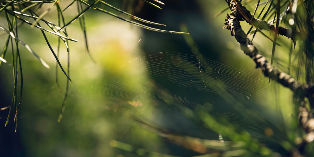 Pine’s Promise: Breathing Easy with Nature