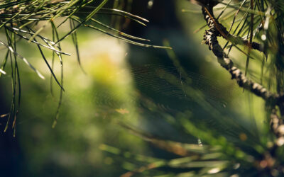 Pine’s Promise: Breathing Easy with Nature