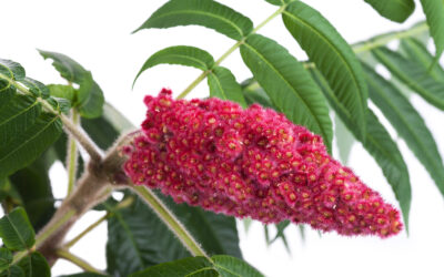 Sumac and Sunshine: A Cherokee Tonic