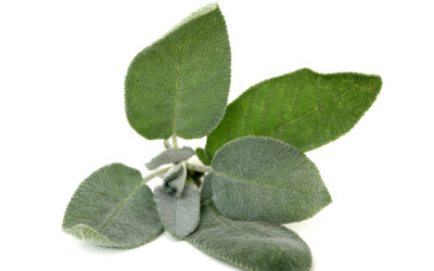 Sage: Cleansing Body and Spirit