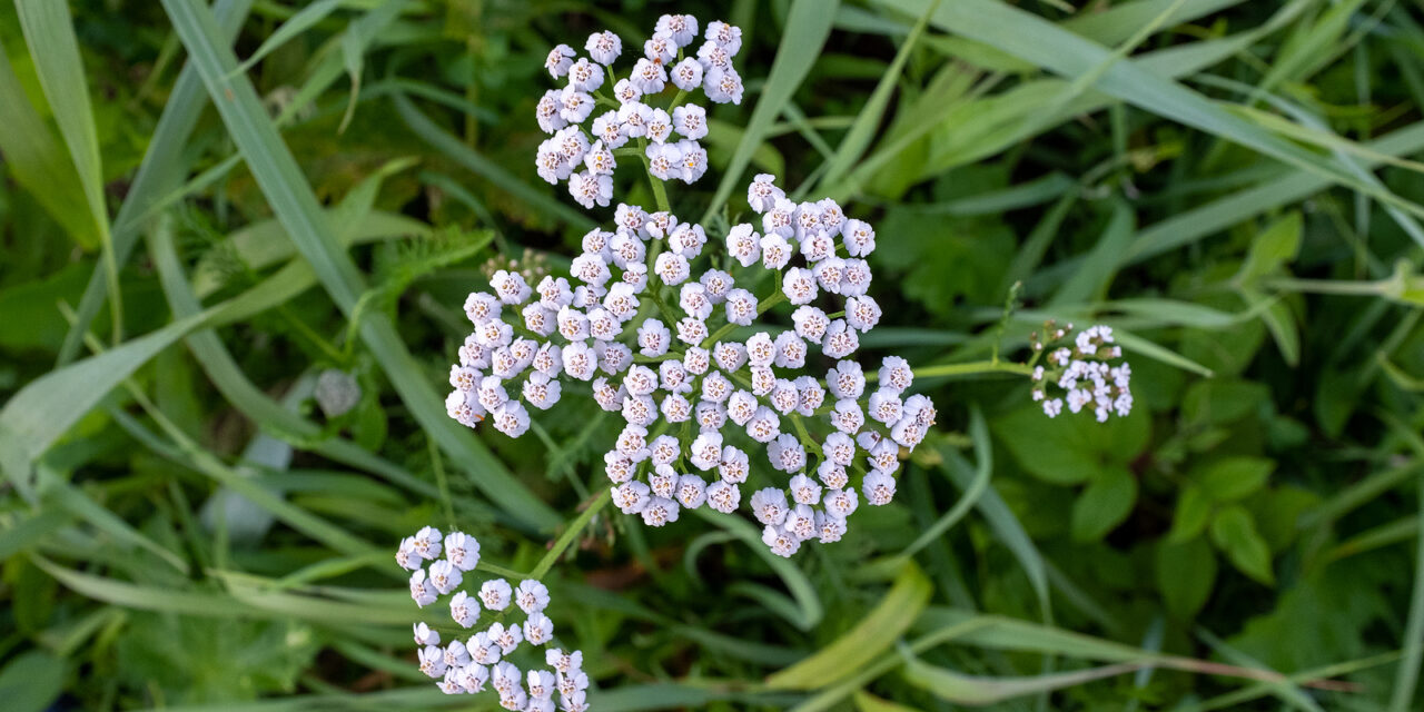 Yarrow: The Warrior Plant of the Woods