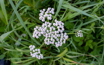 Yarrow: The Warrior Plant of the Woods