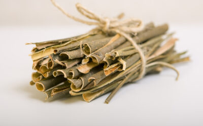 Willow Bark and Wisdom: Nature’s Painkiller