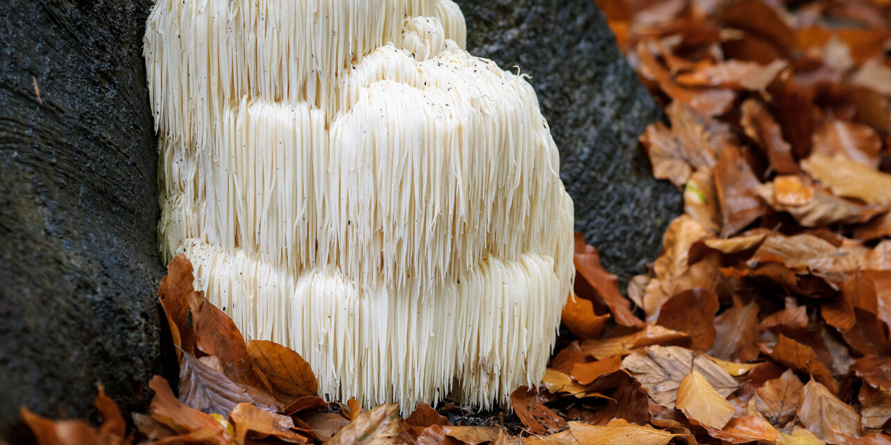 The Rise of Mushroom Supplements: Are They Worth the Hype?