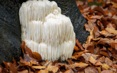 The Rise of Mushroom Supplements: Are They Worth the Hype?