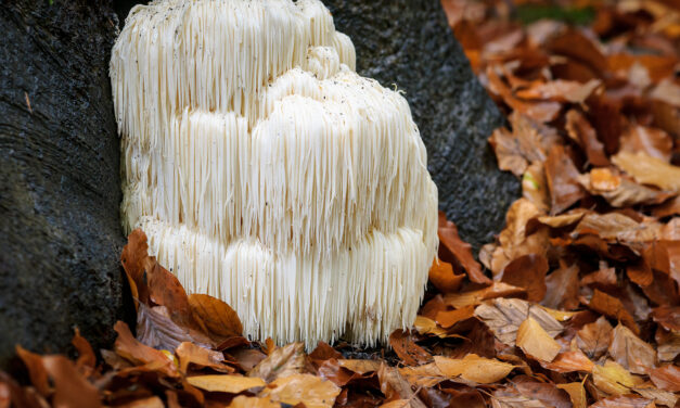 The Rise of Mushroom Supplements: Are They Worth the Hype?