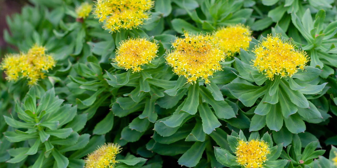 Rhodiola Rosea: The Ancient Adaptogen and Modern Nootropic Powerhouse