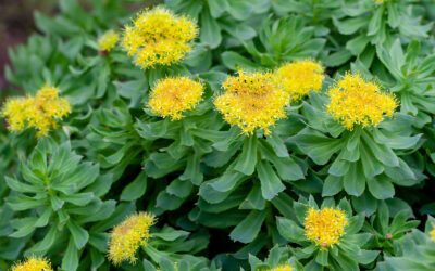 Rhodiola Rosea: The Ancient Adaptogen and Modern Nootropic Powerhouse