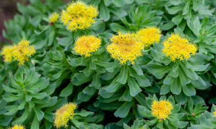 Rhodiola Rosea: The Ancient Adaptogen and Modern Nootropic Powerhouse