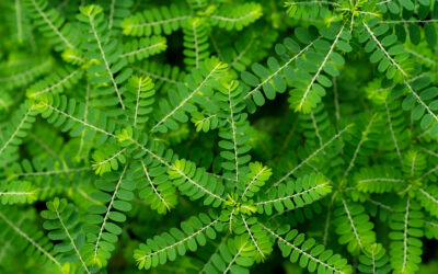 Nature’s Hidden Healer: Phyllanthus Niruri (Stonebreaker) and Its Powerful Natural Benefits