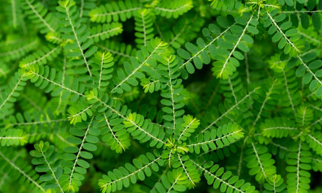 Nature’s Hidden Healer: Phyllanthus Niruri (Stonebreaker) and Its Powerful Natural Benefits
