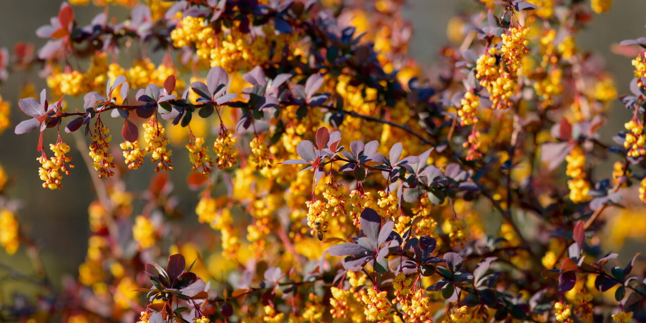 Unlocking the Power of Berberine: A Natural Ally for Health and Wellness
