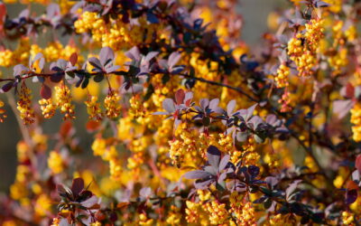 Unlocking the Power of Berberine: A Natural Ally for Health and Wellness