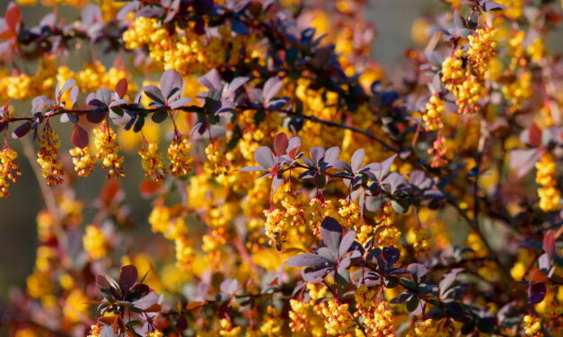 Unlocking the Power of Berberine: A Natural Ally for Health and Wellness