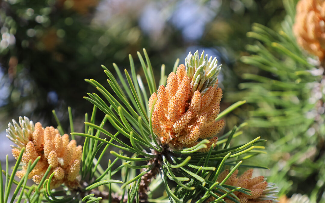 Understanding Pine Pollen: How Real Are Its Benefits?