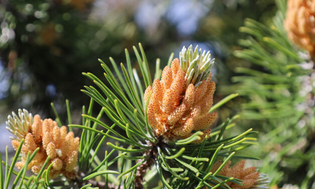 Understanding Pine Pollen: How Real Are Its Benefits?