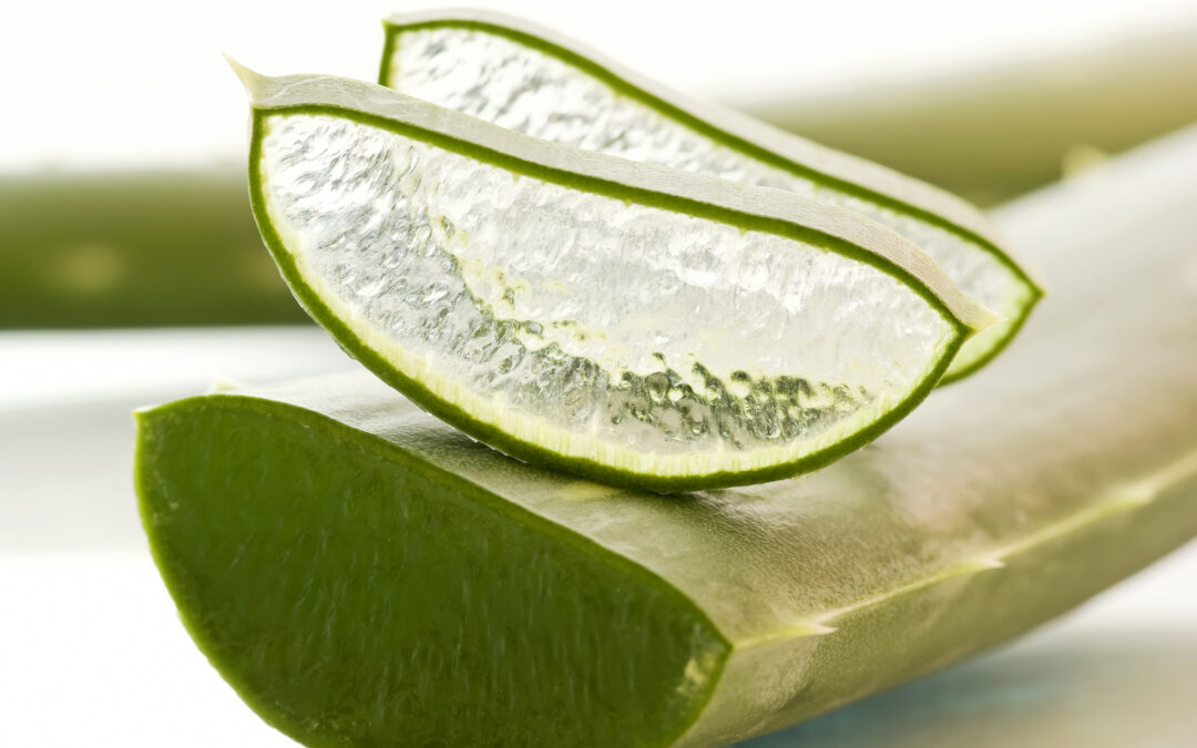 Acemannan: The Signal Inside Aloe That Tells Your Body to Heal