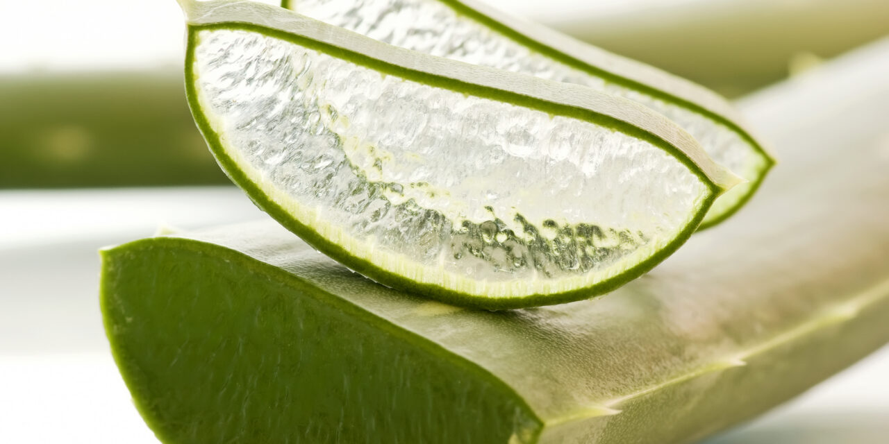 Acemannan: The Signal Inside Aloe That Tells Your Body to Heal