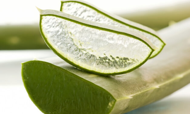 Acemannan: The Signal Inside Aloe That Tells Your Body to Heal